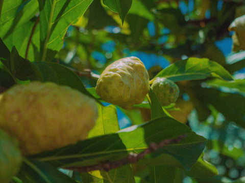 How Noni Supplements Are Made: From Fruit to Capsule