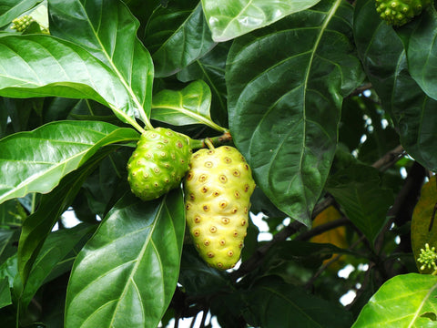 Can Noni Support Everyday Energy Without Stimulants?