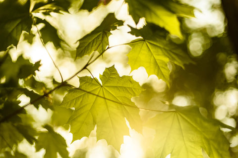 sun shining though leaves