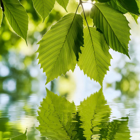 Green leaves reflecting on water with a blurred natural background